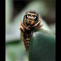 picture Common Wasp
