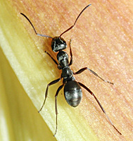 Photograph of an Ant
