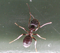 picture Black Garden Ant