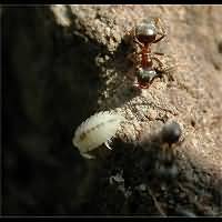 picture Black Garden Ant