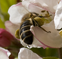 photo of honey bee, apis mellifera, with pollen and pollinating, honingbij, bestuiven