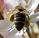 photo of honey bee, apis mellifera, with pollen and pollinating, honingbij, bestuiven