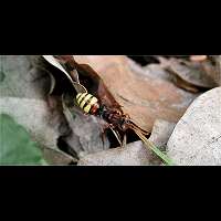 picture Common Wasp Bee