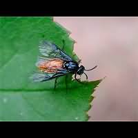 picture of Large Rose Sawfly, Arge pagana