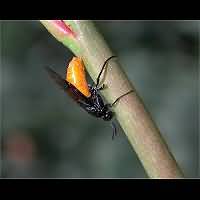 picture of Large Rose Sawfly, Arge pagana