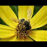 picture Andrena flavipes