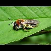 picture Early Mining Bee