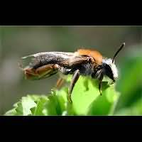 picture Early Mining Bee