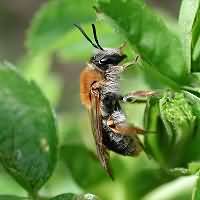 Photograph of a Mining Bee