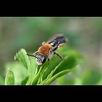 picture Andrena haemorrhoa