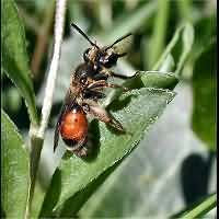 picture Andrena labiata