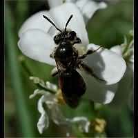 picture Andrena labiata