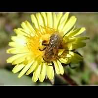 picture Andrena tibialis