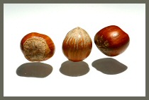stock food nut nuts hazelnuts close-up macro