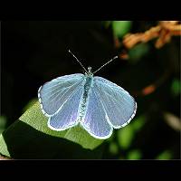 photograph of Holly Blue