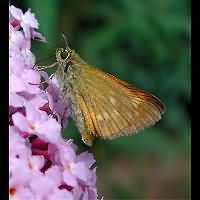 photograph of Large Skipper