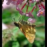 photograph of Large Skipper