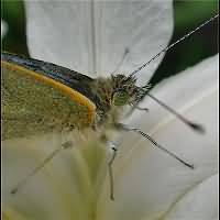 photograph of Small White