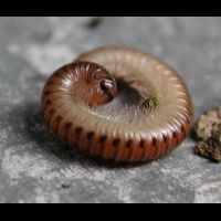 picture Blunt-tailed Snake Millipede
