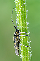 afbeelding van Agapanthia villosoviridescens zijkant