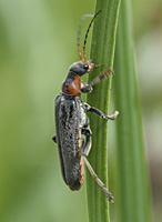 photograph Cantharis fusca