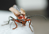 photograph of Soldier Beetle (Cantharis livida)