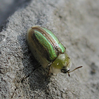 picture of Shield Beetle, Cassida vittata