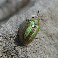 picture of Shield Beetle, Cassida vittata, Bordered Tortoise Beetle