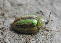 picture of Shield Beetle, Cassida vittata, Bordered Tortoise Beetle 
