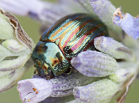 picture of Rosemary Beetle, Chrysolina americana