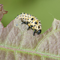 picture of Poplar Leaf Beetle, Chrysomela populi, Melastoma populi