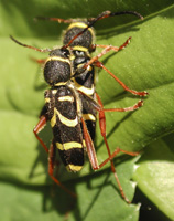 picture of Wasp Beetle, Clytus arietis