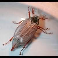 Photograph of a chafer