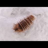 Photograph of Skin Beetle larvae