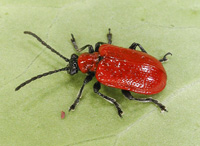 picture of Scarlet Lily Beetle, Lilioceris lilii