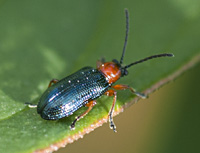 picture of Cereal Leaf Beetle, Oulema melanopus