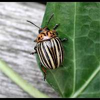 Photograph of a leaf beetle