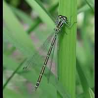 picture Azure Damselfly