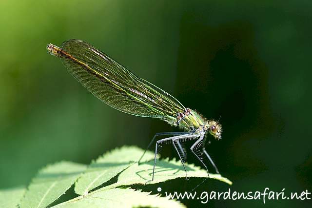 picture Banded Demoiselle