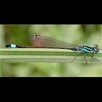 picture Blue-tailed Damselfly