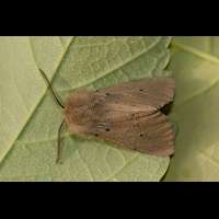 photograph of Muslin Moth