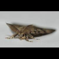 picture Gypsy Moth