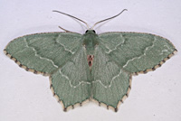 Photograph of Hemithea aestivaria