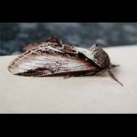picture Lesser Swallow Prominent