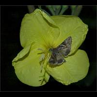 photograph of Silver Y Moth
