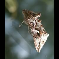 picture of Autographa gamma