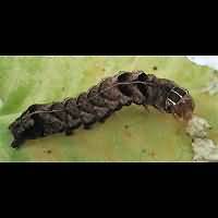 Photograph of Melanchra persicariae larva