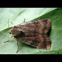 photograph of Lesser Broad-bordered Yellow Underwing
