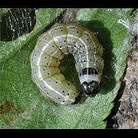 Photograph of Orthosia cruda larva