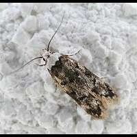 picture Endrosis sarcitrella